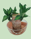 Brazil Bamboo