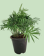 Chamaedorea Palm Plant