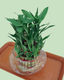 Lucky Bamboo (Tripple Layer)