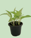 Money Plant (Pothos) - Golden