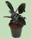 Rubber Plant