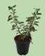 Tulsi Plant