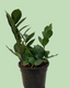 Zamioculcas (ZZPlant) - Green Variety