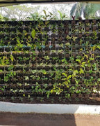 Vertical Garden | Art#0009 | Includes 2 Free Site Visits | More Details With The Description