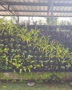 Vertical Garden | Art#0012 | Includes 2 Free Site Visits | More Details With The Description
