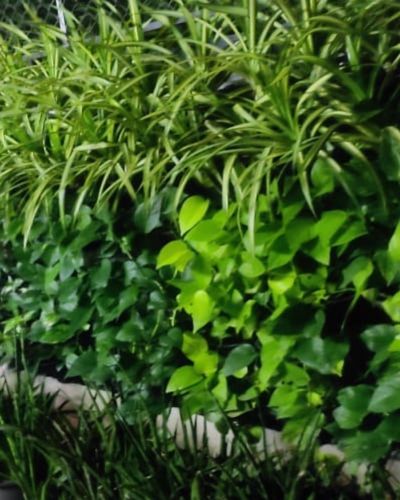 Vertical Garden | Art#0018 | Includes 2 Free Site Visits | More Details With The Description