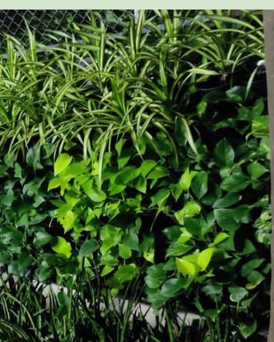 Vertical Garden | Art#0018 | Includes 2 Free Site Visits | More Details With The Description Main image