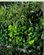 Vertical Garden | Art#0018 | Includes 2 Free Site Visits | More Details With The Description