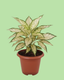 Aglaonema - Snow White | Plant in Signle Shoot Form