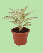 Aglaonema - Snow White | Plant with 2 to 3 Shoots