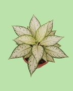 Aglaonema - Snow White | Plant with 2 to 3 Shoots