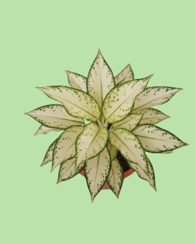 Aglaonema - Snow White | Plant with 2 to 3 Shoots