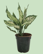 Aglaonema - Green | Plant with 2 to 3 Shoots