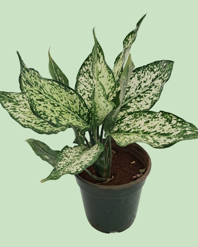 Aglaonema - Green | Plant in Signle Shoot Form Main image