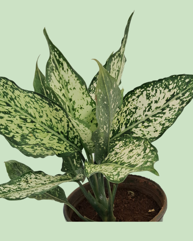 Aglaonema - Green | Plant in Signle Shoot Form