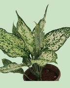 Aglaonema - Green | Plant in Signle Shoot Form