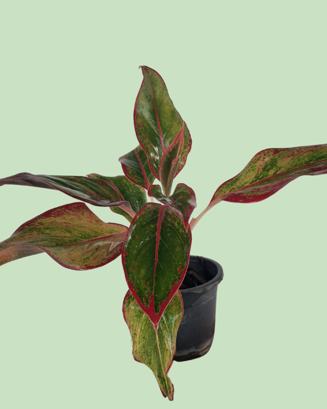Aglaonema - Lipstick | Plant in Signle Shoot Form