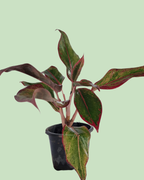 Aglaonema - Lipstick | Plant in Signle Shoot Form
