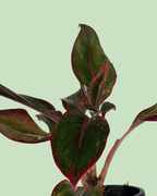 Aglaonema - Lipstick | Plant in Signle Shoot Form