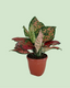 Aglaonema - Lipstick | Plant with 2 to 3 Shoots