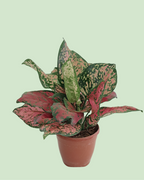 Aglaonema - Lipstick | Plant with 2 to 3 Shoots