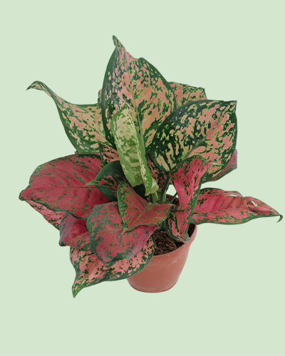Aglaonema - Lipstick | Plant with 2 to 3 Shoots