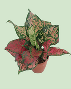 Aglaonema - Lipstick | Plant with 2 to 3 Shoots