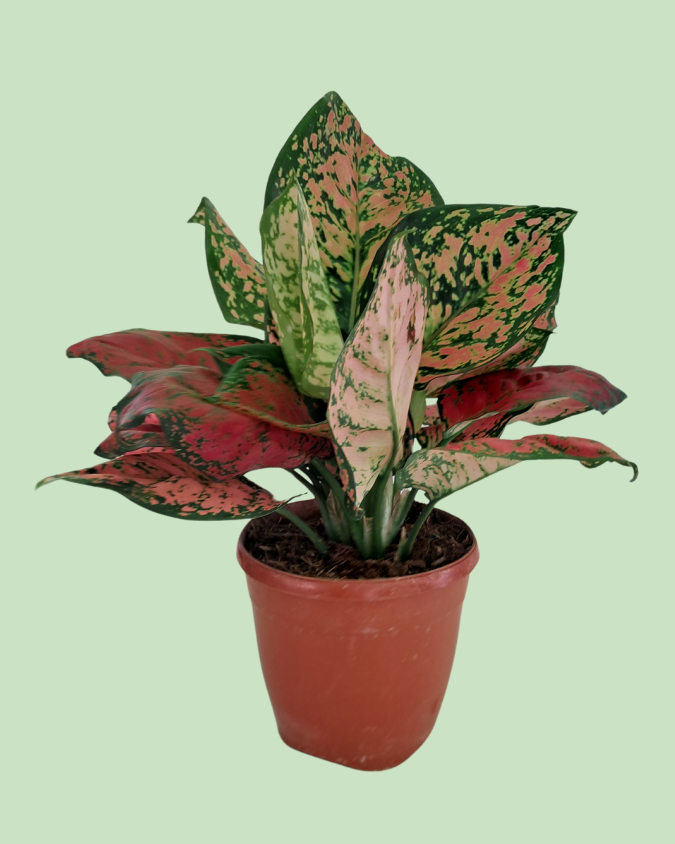 Aglaonema - Lipstick | Plant with 2 to 3 Shoots
