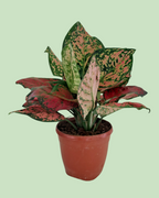 Aglaonema - Lipstick | Plant with 2 to 3 Shoots