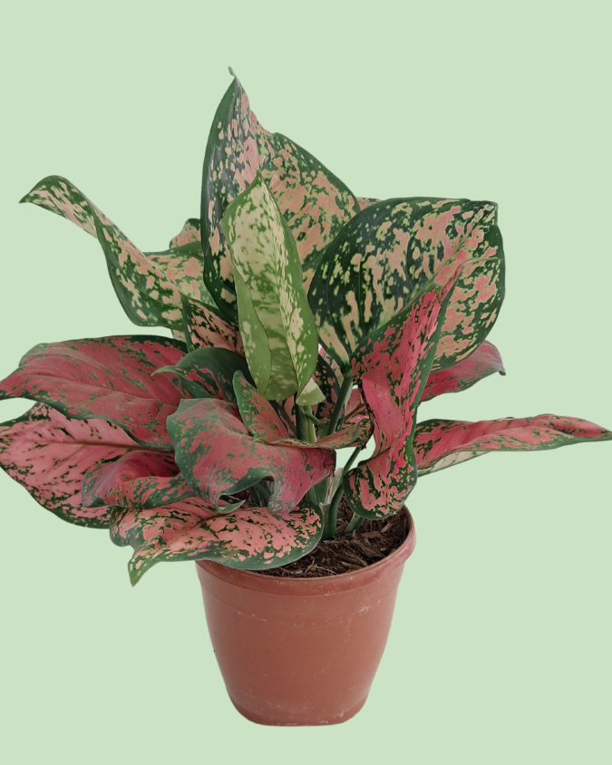 Aglaonema - Lipstick | Plant with 2 to 3 Shoots