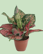 Aglaonema - Lipstick | Plant with 2 to 3 Shoots