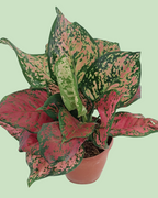 Aglaonema - Lipstick | Plant with 2 to 3 Shoots