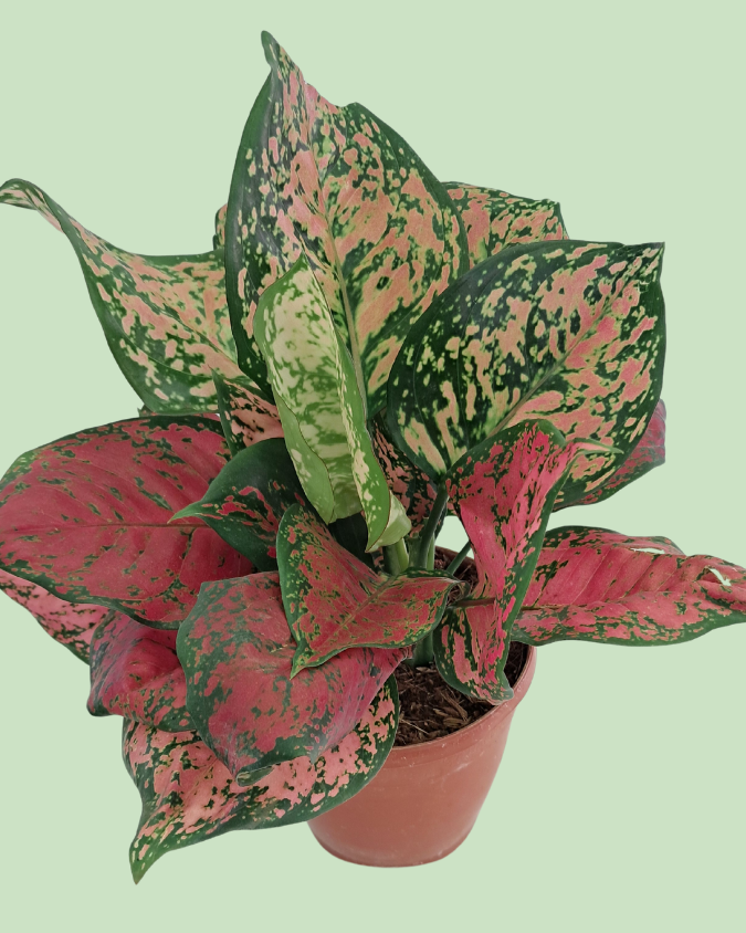 Aglaonema - Lipstick | Plant with 2 to 3 Shoots