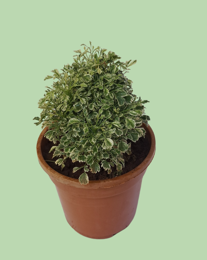 Aralia (Ming Aralia) Plant