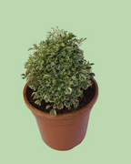 Aralia (Ming Aralia) Plant