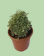 Aralia (Ming Aralia) Plant
