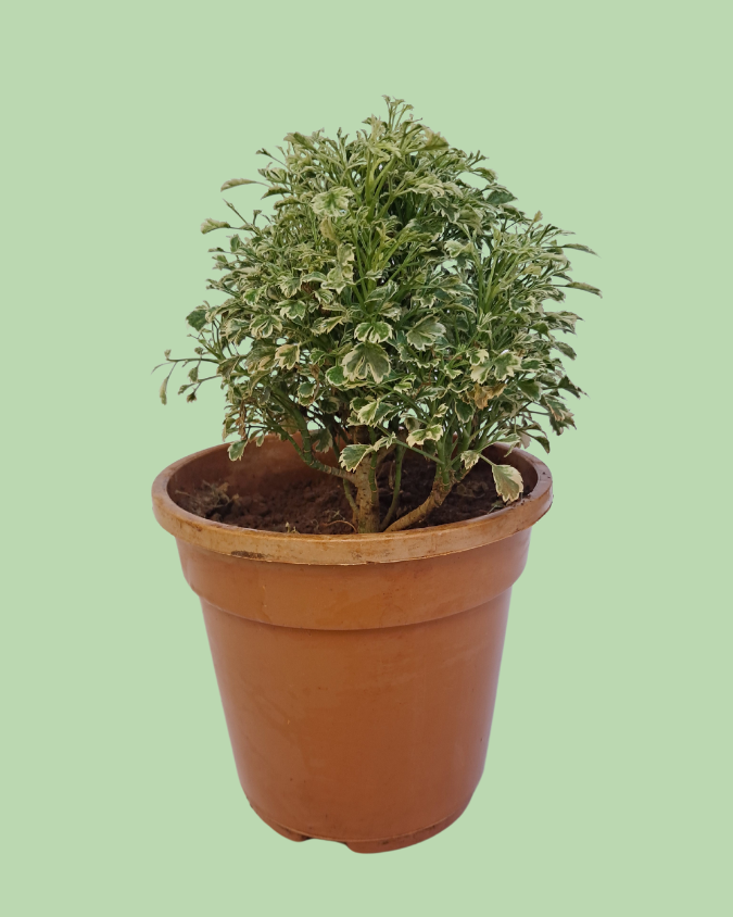 Aralia (Ming Aralia) Plant