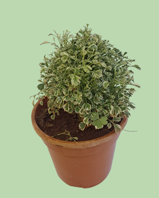 Aralia (Ming Aralia) Plant Secondary image