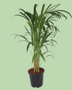 Areca Palm