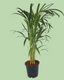 Areca Palm