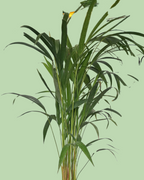 Areca Palm
