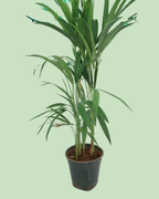 Areca Palm