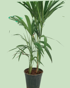 Areca Palm