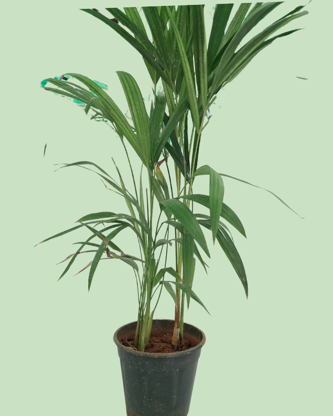 Areca Palm