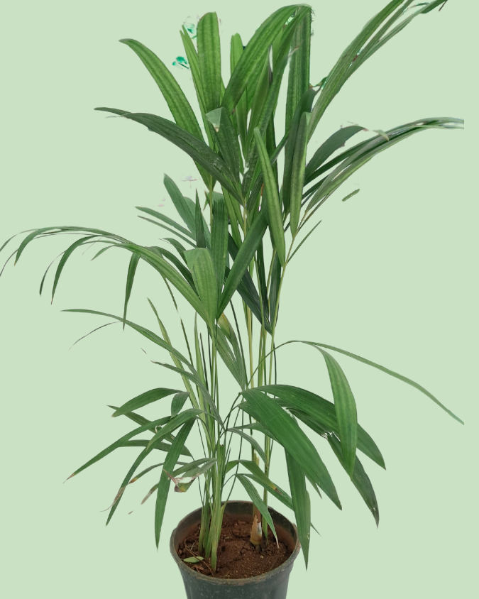 Areca Palm