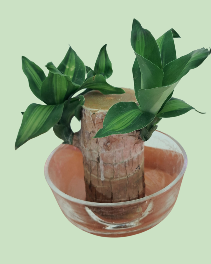 Brazil Bamboo Main image