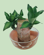 Brazil Bamboo
