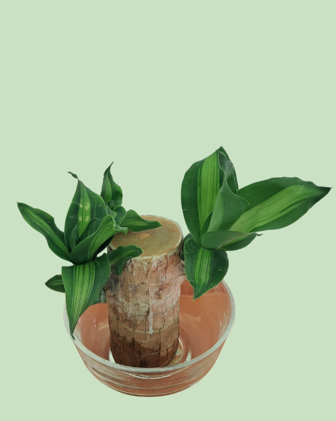 Brazil Bamboo