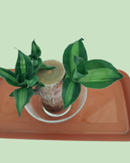 Brazil Bamboo