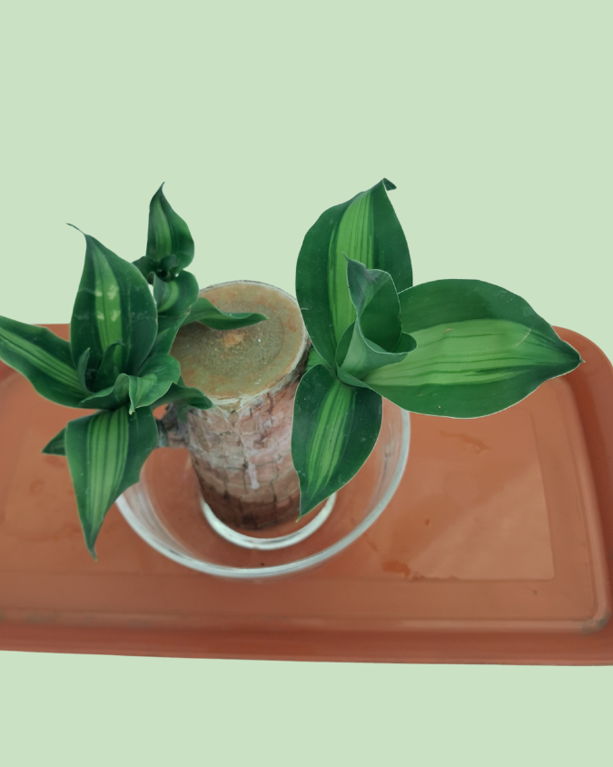 Brazil Bamboo